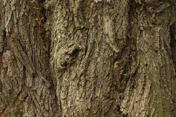 Sfondo Strutturato Corteccia Albero Incrinato Con Diverse Forme Nella Foresta — Foto Stock