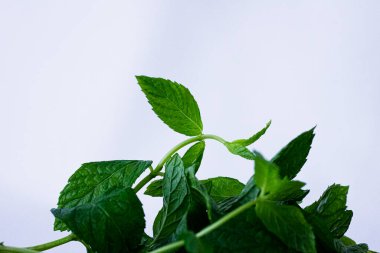 Taze nane fabrikası. Yakın plan.