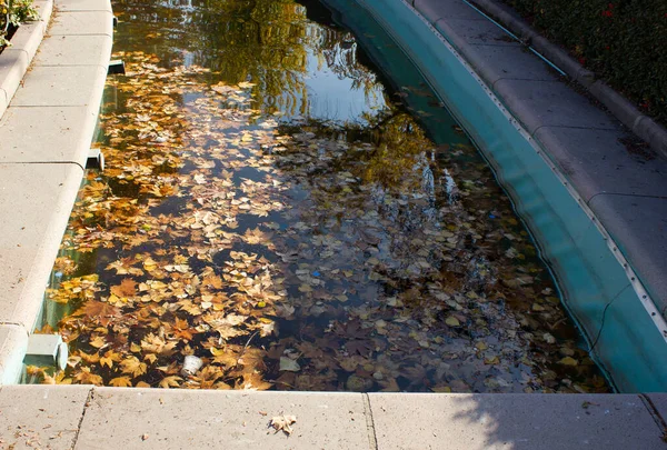 Ornamental Pond Yellow Leafs — Stock Photo, Image