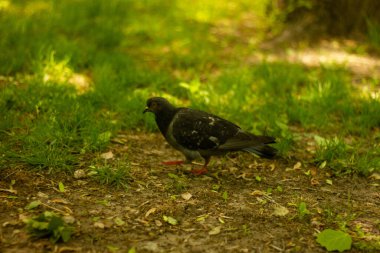 Gri gövdeli vahşi güvercin kuşu parkta çimenlerde geziniyor.