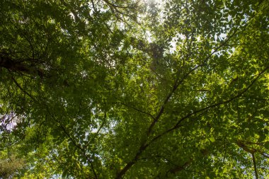 Parlak güneşli bir günde yemyeşil yaprakları ve ağaçları olan orman, doğa arka planı.