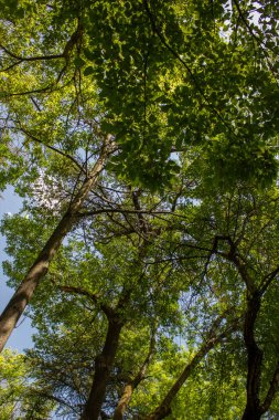 Parlak güneşli bir günde yemyeşil yaprakları ve ağaçları olan orman, doğa arka planı.