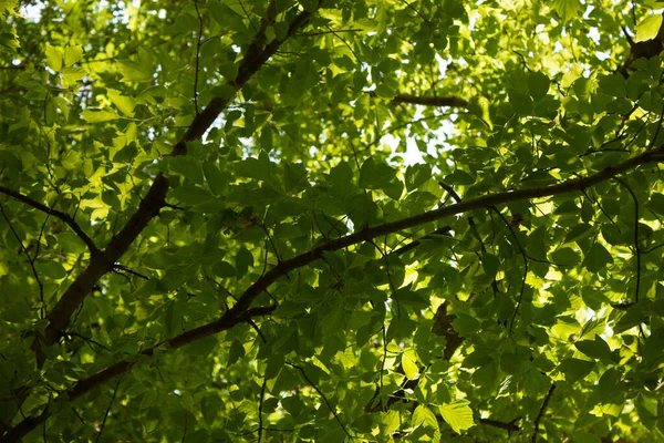 Bosque Con Frondosas Hojas Verdes Frescas Árboles Día Soleado Brillante — Foto de Stock