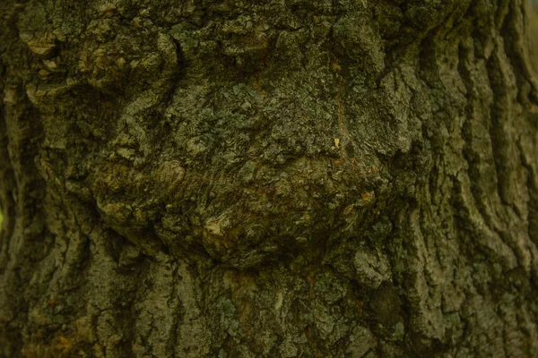 Tree Trunk Texture Nature Background — Stock Photo, Image