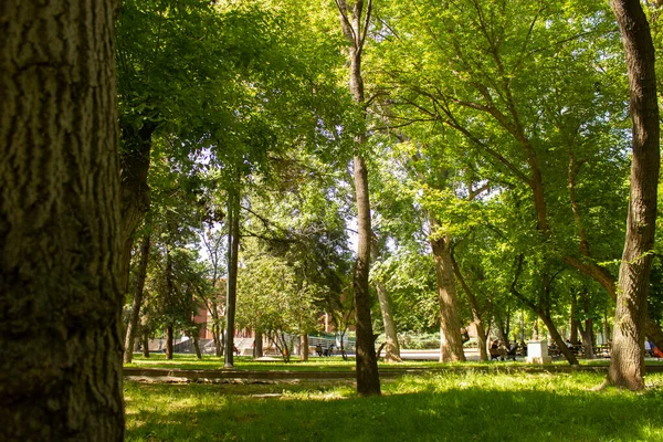Grüner Rasen Und Schöne Bäume Park Die Leute Entspannen Sich — Stockfoto