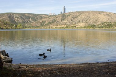 Eymir Gölündeki Ördekler, Ankara - Türkiye
