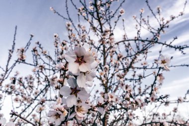 Badem çiçekleri ağaçta