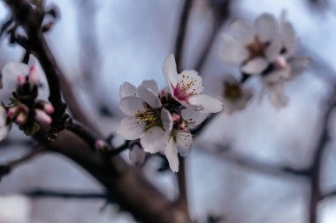 Badem çiçekleri ağaçta