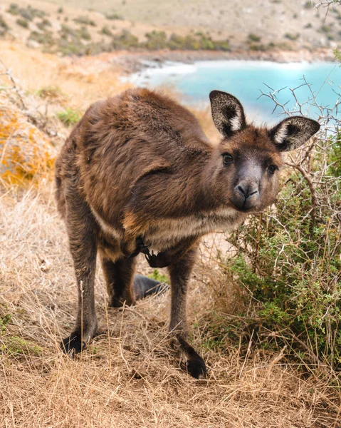Vahşi Kangurular Kanguru Adası Güney Avustralya — Stok fotoğraf