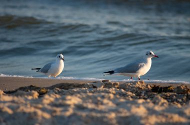 İki beyaz martı, öğleden sonra deniz sahilinde gezintiye çıkıyor.