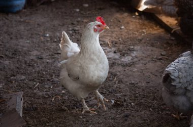 Kafasında kırmızı bir tarak olan beyaz bir tavuk yerde yürüyor.
