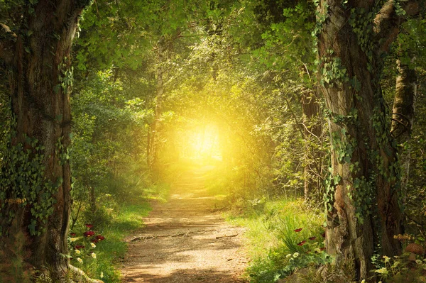 Caminho Encantador Bonito Através Conto Fadas Bosque Levando Uma Luz — Fotografia de Stock