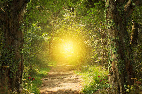 Beautiful enchanting foot path through a fairy tale woodland leading to a bright eternal light, 3d render.