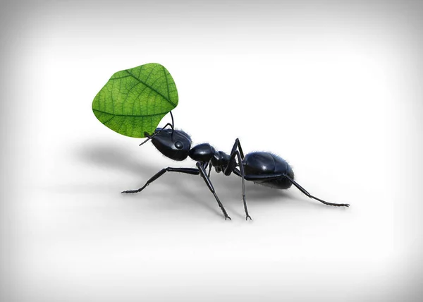 Κοντινό Πλάνο Ενός Black Garden Ant Μεταφέρουν Ένα Πράσινο Φύλλο Φωτογραφία Αρχείου