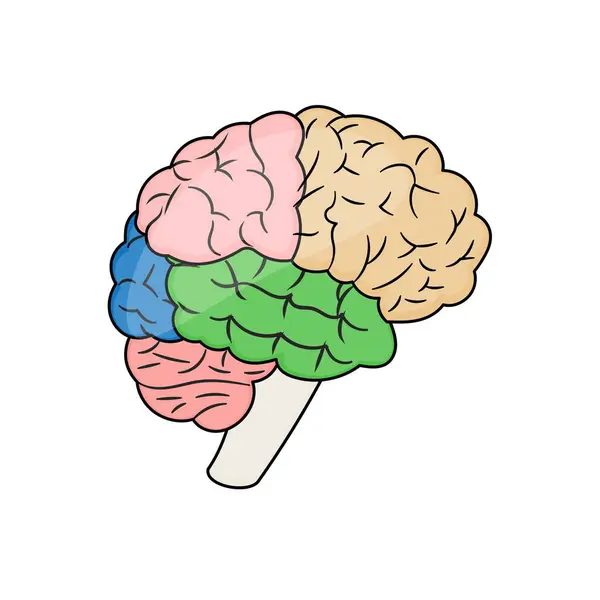 Mänskliga Hjärnan Orgel Ikon Färgglada Hjärnan Stil — Stockfoto