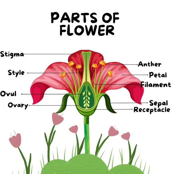 A common flower parts illustration, Parts of a flower vector illustration, flower diagram, useful for school and student, education biology and botany science.