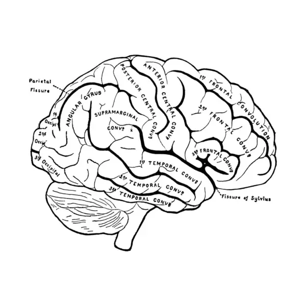 Diagram of the brain drawing without labels Stock Photos, Royalty Free ...