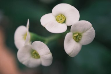 Güzel botanik fotoğrafı, doğal duvar kağıdı.