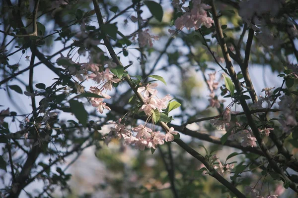 Güzel botanik fotoğrafı, doğal duvar kağıdı.