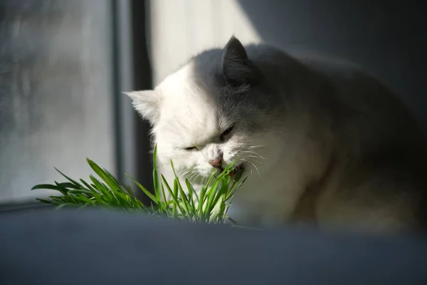 Bahçedeki Kedi — Stok fotoğraf