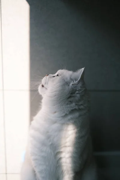 Милий Кіт Підлозі — стокове фото