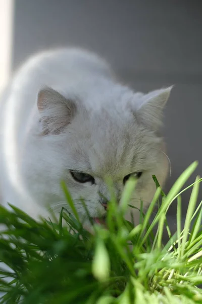 Ładny Kot Ogrodzie — Zdjęcie stockowe