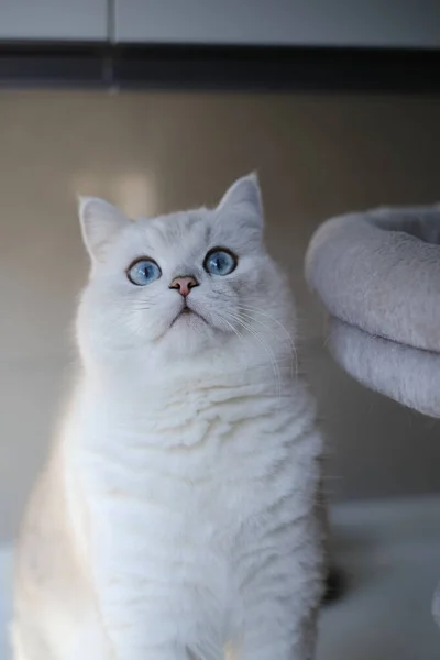 Bílá Kočka Modrýma Očima — Stock fotografie