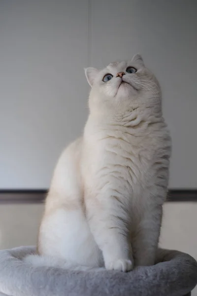 Ładny Kot Podłodze — Zdjęcie stockowe