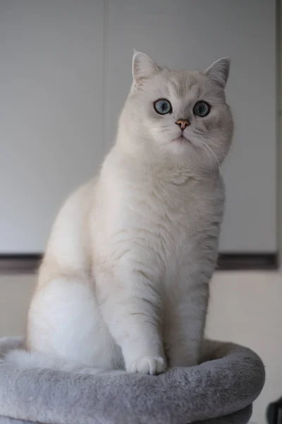 坐在地板上的白猫 — 图库照片