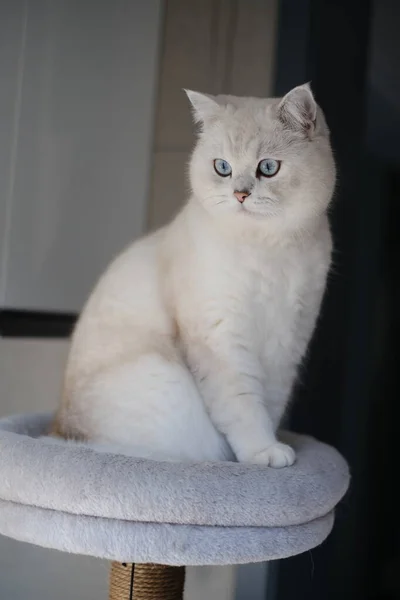 Білий Кіт Сидить Підлозі — стокове фото
