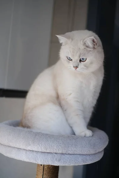 Λευκή Γάτα Που Κάθεται Στο Πάτωμα — Φωτογραφία Αρχείου