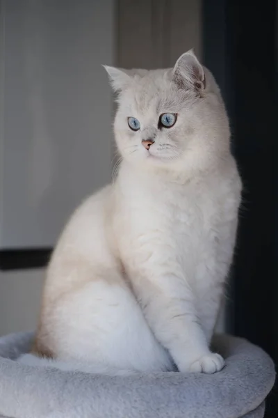 Roztomilý Šedá Kočka Modrýma Očima — Stock fotografie