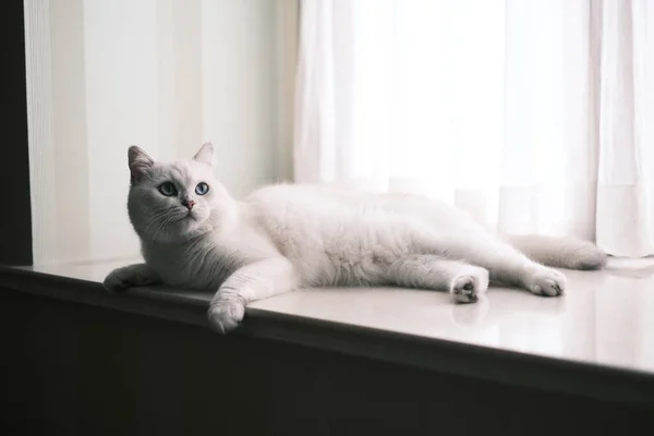Gato Bonito Peitoril Janela — Fotografia de Stock