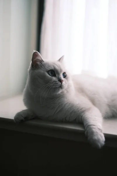 Kanepedeki Sevimli Kedi — Stok fotoğraf