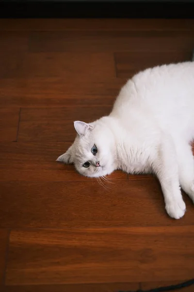 Білий Кіт Дерев Яному Фоні — стокове фото