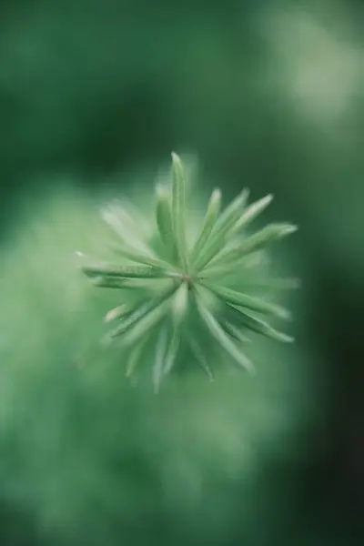 Folhas Verdes Jardim — Fotografia de Stock