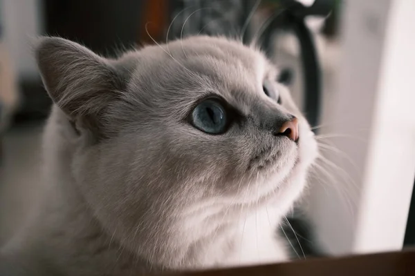 Katt Med Vita Ögon — Stockfoto