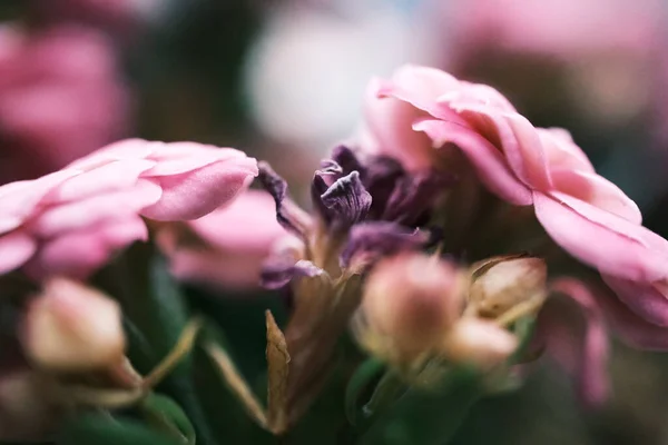 Bahçedeki Güzel Pembe Güller — Stok fotoğraf