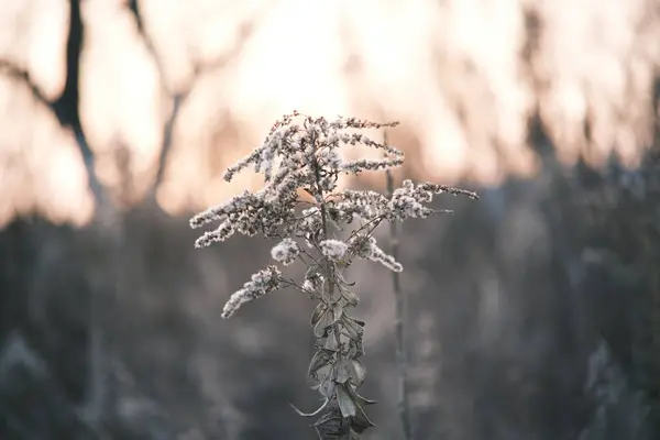 Красивий Зимовий Пейзаж Снігом — стокове фото