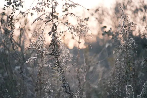 Krásná Podzimní Krajina Sněhem — Stock fotografie