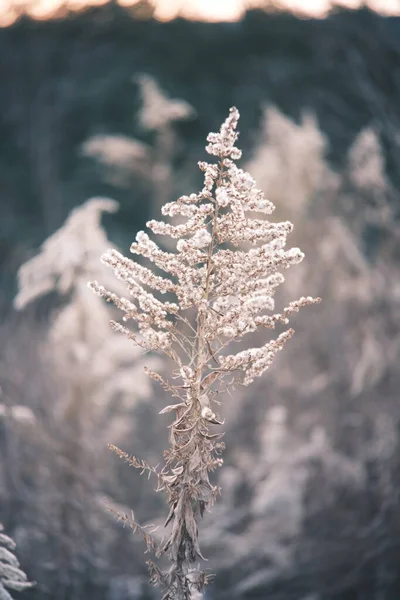 Karlı Güzel Kış Manzarası — Stok fotoğraf