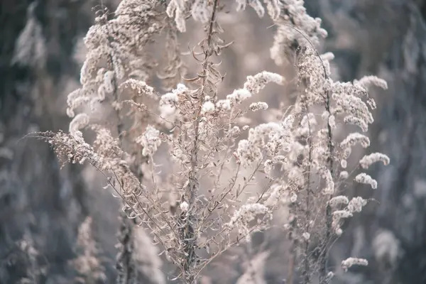 Beautiful Winter Landscape Snow — Stock Photo, Image