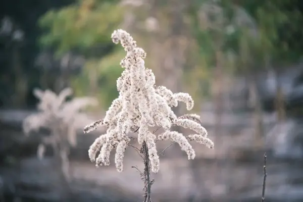 Заморожена Трава Снігу — стокове фото