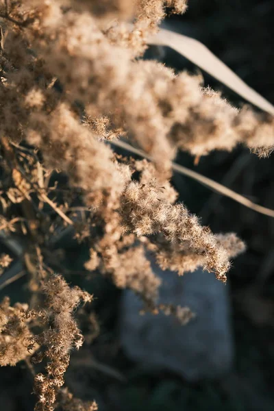 Piękne Botaniczne Ujęcie Naturalna Tapeta — Zdjęcie stockowe