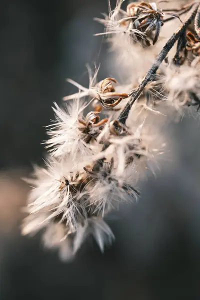 Dandelion Seeds Dark Background — Stock Photo, Image