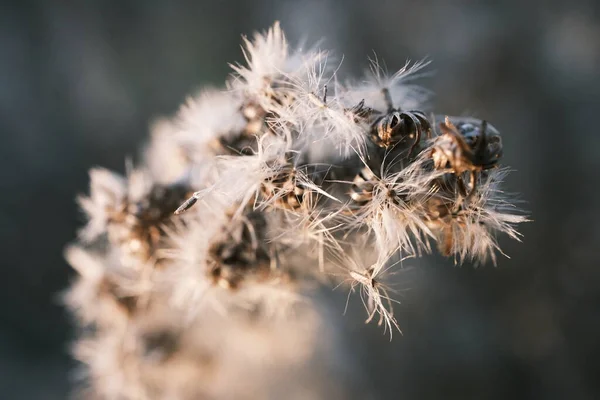 Bir Karahindiba Çiçeğine Yaklaş — Stok fotoğraf