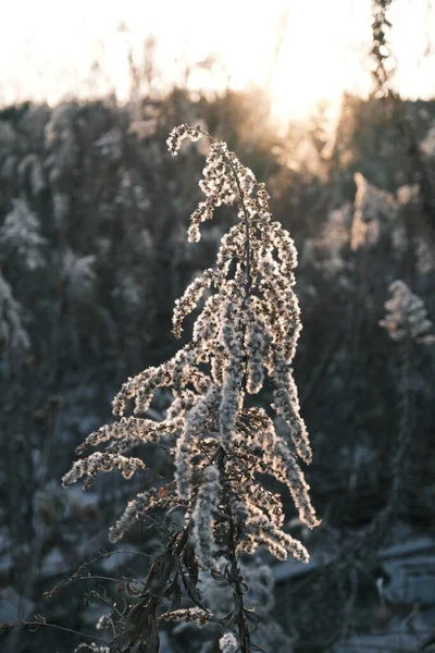 Krásná Zimní Krajina Sněhem — Stock fotografie