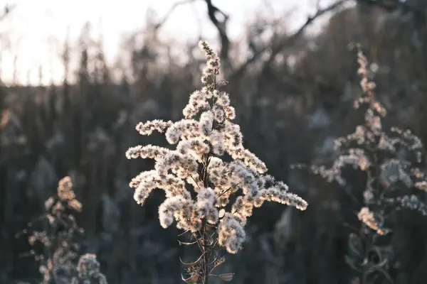 雪のある美しい冬の風景 — ストック写真