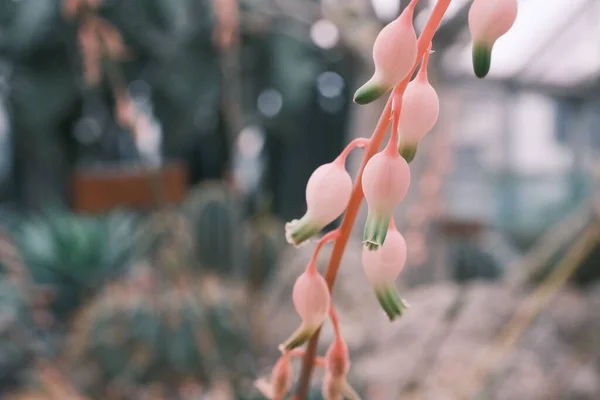 Güzel Pembe Bir Orkide Çiçeğine Yaklaş — Stok fotoğraf