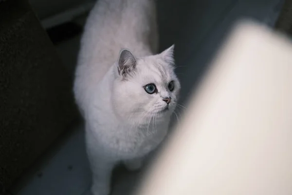 ソファの上の可愛い猫 — ストック写真
